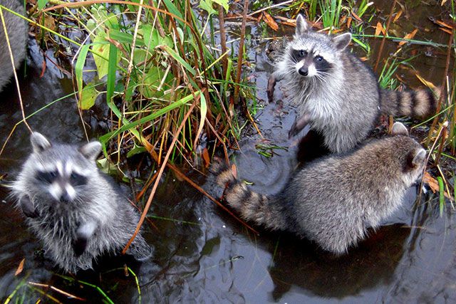Photograph of raccoons in the park by Edgar Zuniga Jr. / Flickr